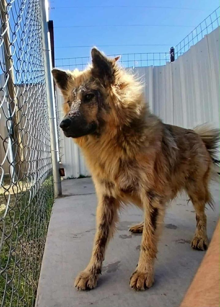 Indy II, a Adoptable mixed breed in Fredonia, WI image 6/6