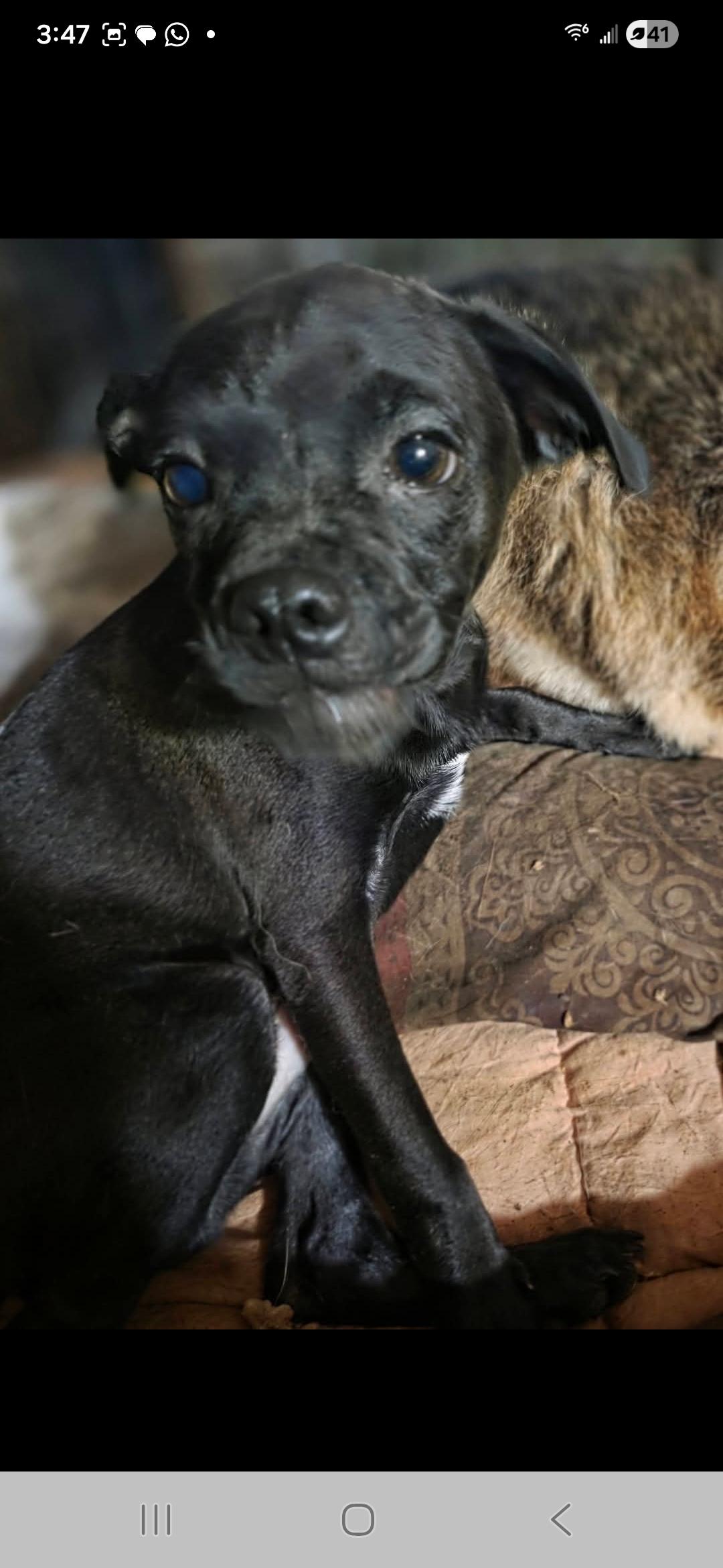 Fozzie, ADOPTABLE, Puppy Male Pug & Chihuahua.