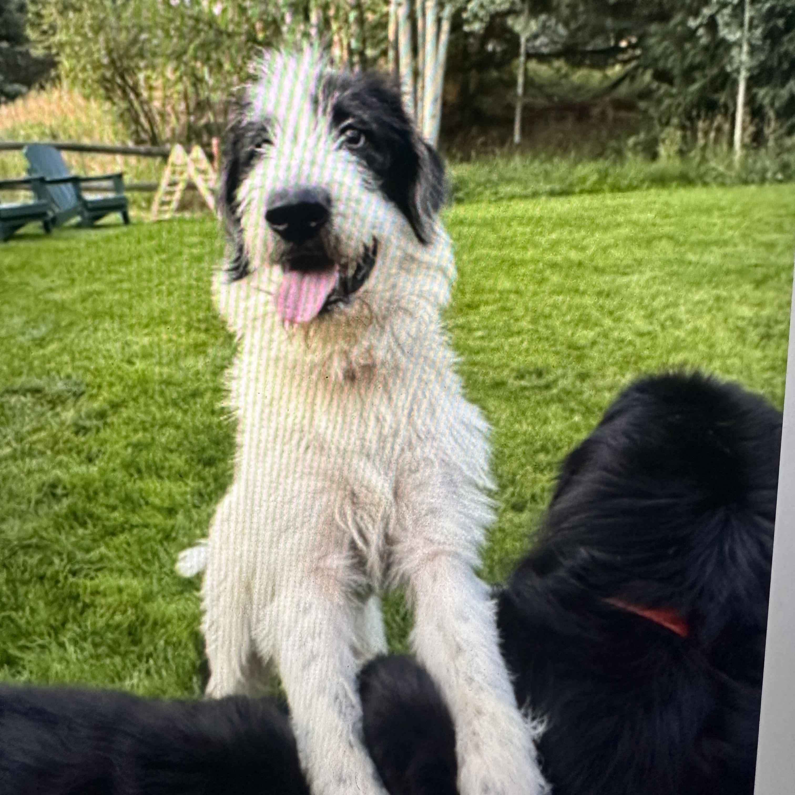 Gus, adopted, Young Male Sheepadoodle.