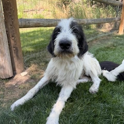Gus, an adopted mixed breed in Aspen, CO image 3/3