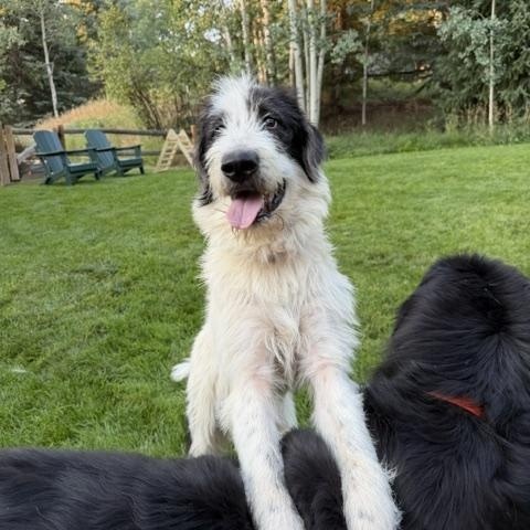 Gus, an adopted mixed breed in Aspen, CO image 2/3