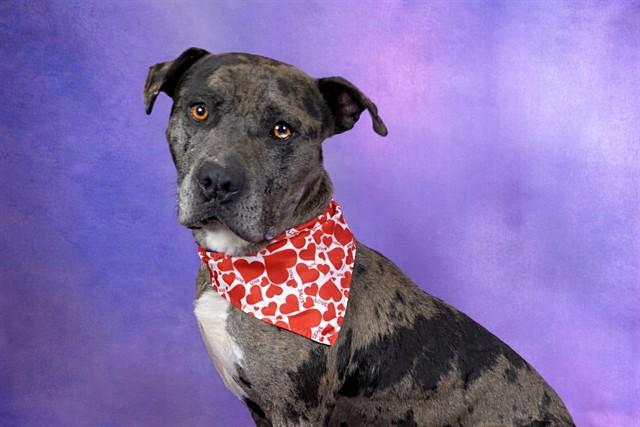 JEREMY, Adoptable, Adult Male Catahoula Leopard Dog & Mixed Breed.