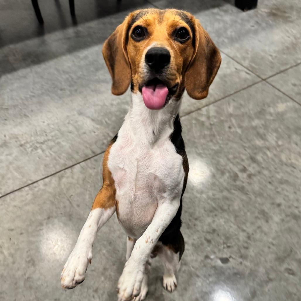 Sherlock, Adoptable, Young Male Beagle & Mixed Breed.