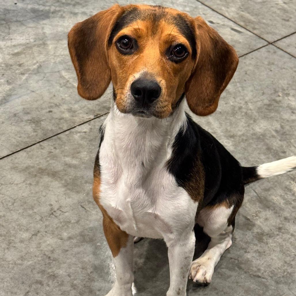 Enlarge Sherlock, a Adoptable mixed breed in Chicago, IL image 2/2