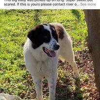 Bernie, Adopted, Young Male Great Pyrenees & Saint Bernard.