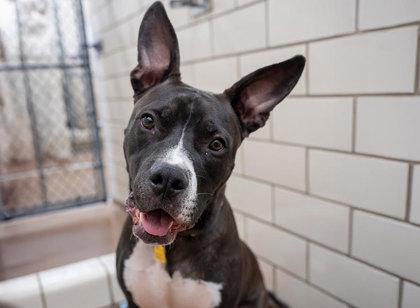 Toulouse, a Adoptable mixed breed in Coon Rapids, MN image 2/3