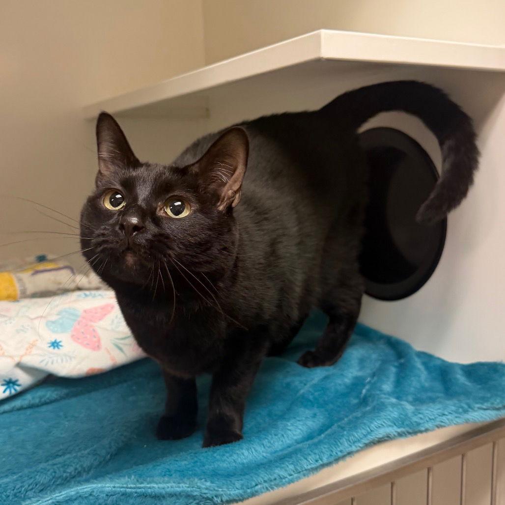 Jasmin, Adoptable, Adult Female Domestic Short Hair.