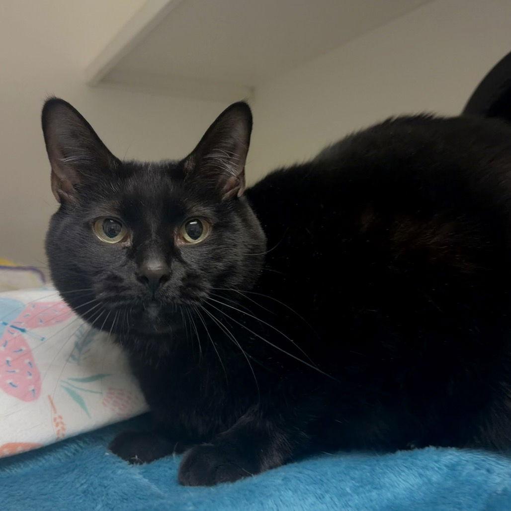 Enlarge Jasmin, a Adoptable Domestic Short Hair in Rohnert Park, CA image 2/3