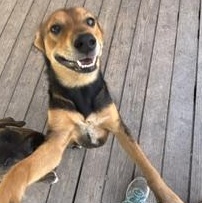 Enlarge SHORTBREAD - TRANSPORT AVAILABLE, a Adoptable mixed breed in Nottingham, MD image 5/6