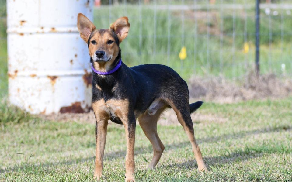 SHORTBREAD - TRANSPORT AVAILABLE, Adoptable, Young Male German Shepherd Dog.