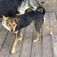 Enlarge SHORTBREAD - TRANSPORT AVAILABLE, a Adoptable mixed breed in Nottingham, MD image 3/6