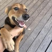 Enlarge SHORTBREAD - TRANSPORT AVAILABLE, a Adoptable mixed breed in Nottingham, MD image 2/6