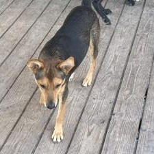 Enlarge SHORTBREAD - TRANSPORT AVAILABLE, a Adoptable mixed breed in Nottingham, MD image 4/6