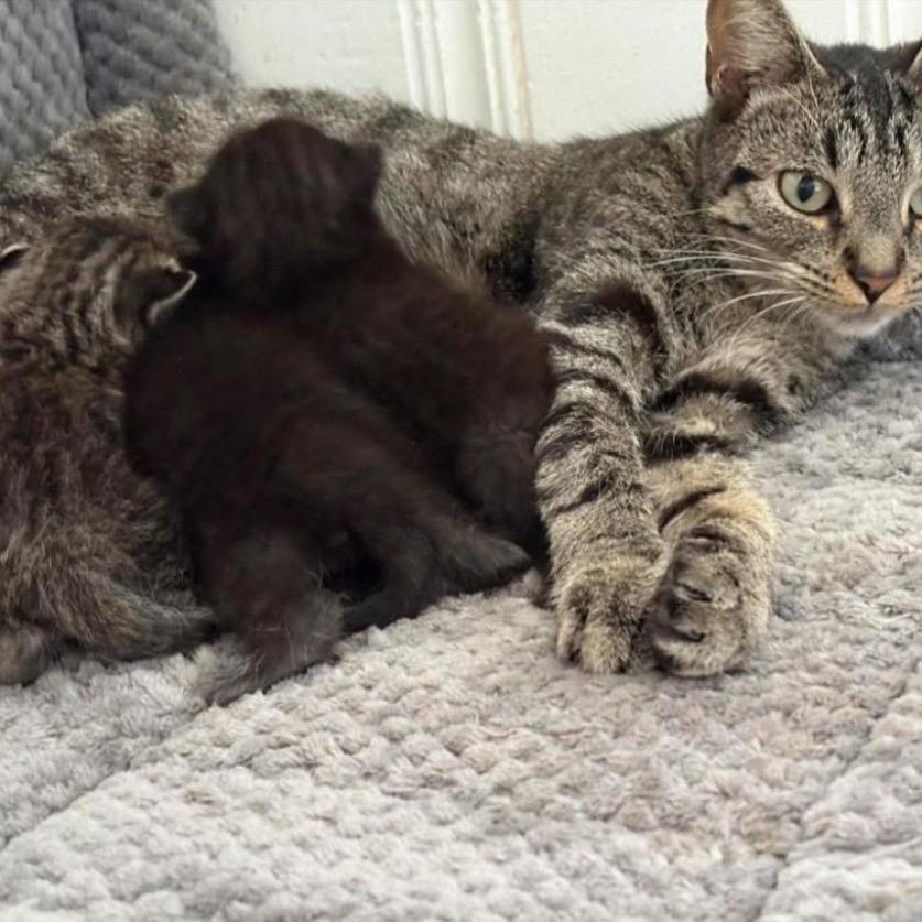 Enlarge Cameron, a Adoptable Domestic Short Hair in Monroe, MI image 2/4