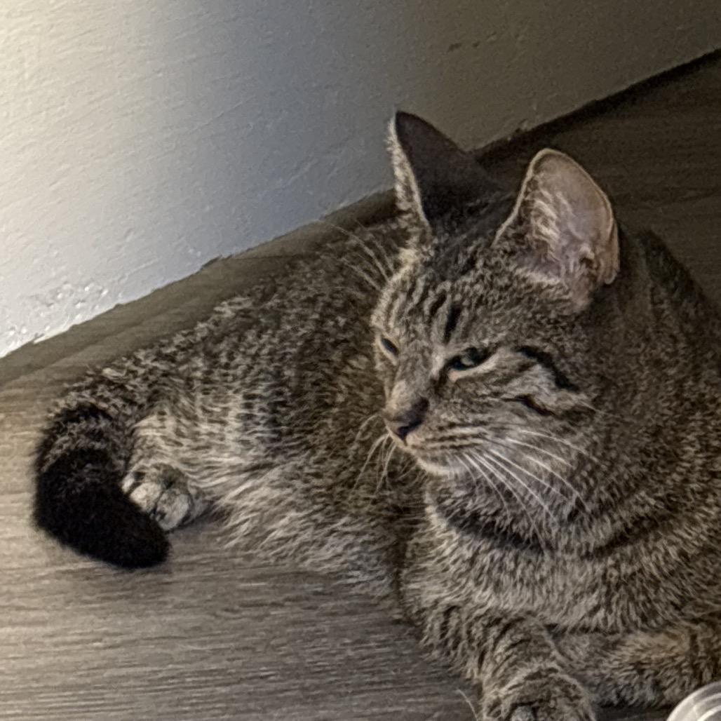 Enlarge Cameron, a Adoptable Domestic Short Hair in Monroe, MI image 3/4