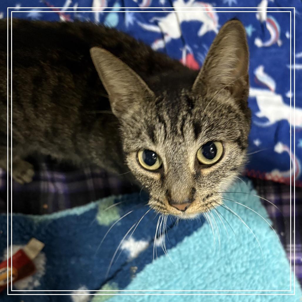 Enlarge Cameron, a Adoptable Domestic Short Hair in Monroe, MI image 4/4