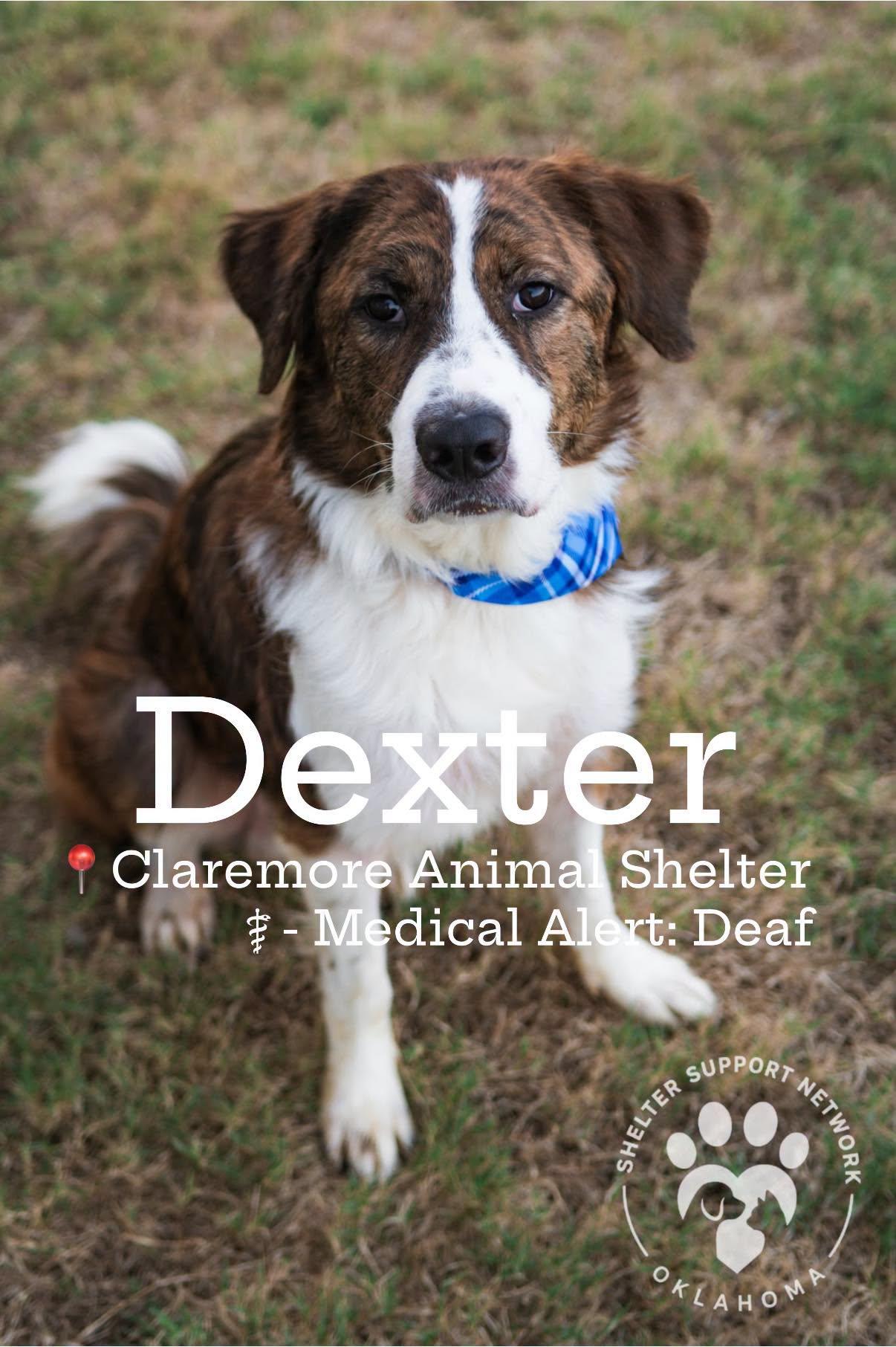 Enlarge DEXTER, a Adopted mixed breed in Claremore, OK image 1/4