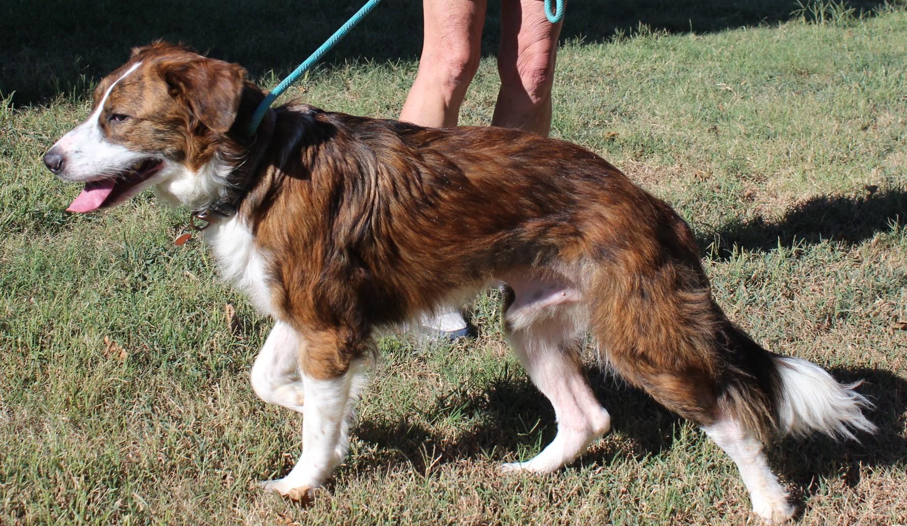 Enlarge DEXTER, a Adopted mixed breed in Claremore, OK image 3/4