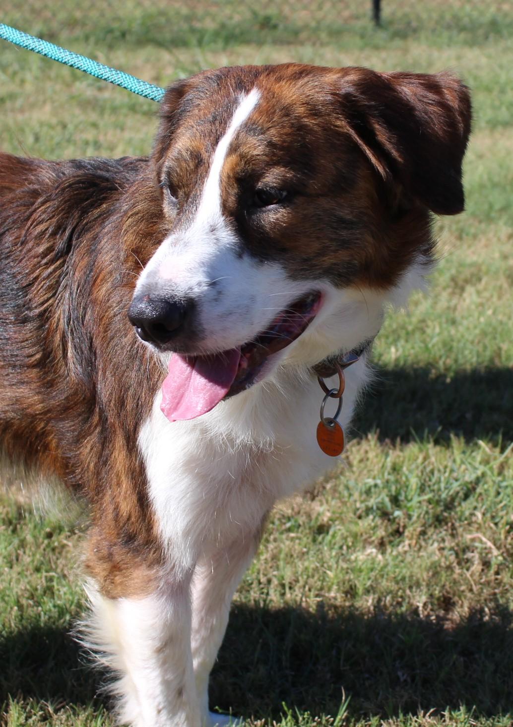 Enlarge DEXTER, a Adopted mixed breed in Claremore, OK image 2/4
