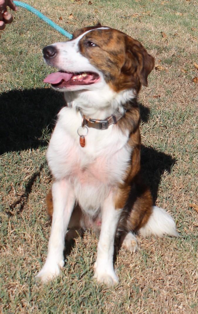 Enlarge DEXTER, a Adopted mixed breed in Claremore, OK image 4/4