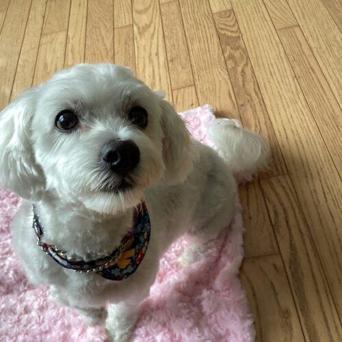 Moose, a Adoptable mixed breed in Hawkestone, ON image 1/6