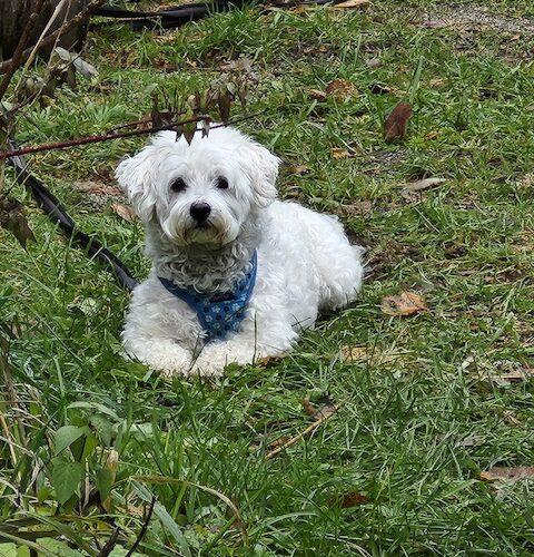 Moose, a Adoptable mixed breed in Hawkestone, ON image 2/6