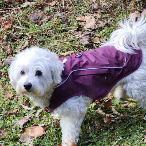 Moose, a Adoptable mixed breed in Hawkestone, ON image 3/6