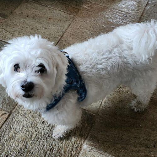 Moose, a Adoptable mixed breed in Hawkestone, ON image 4/6