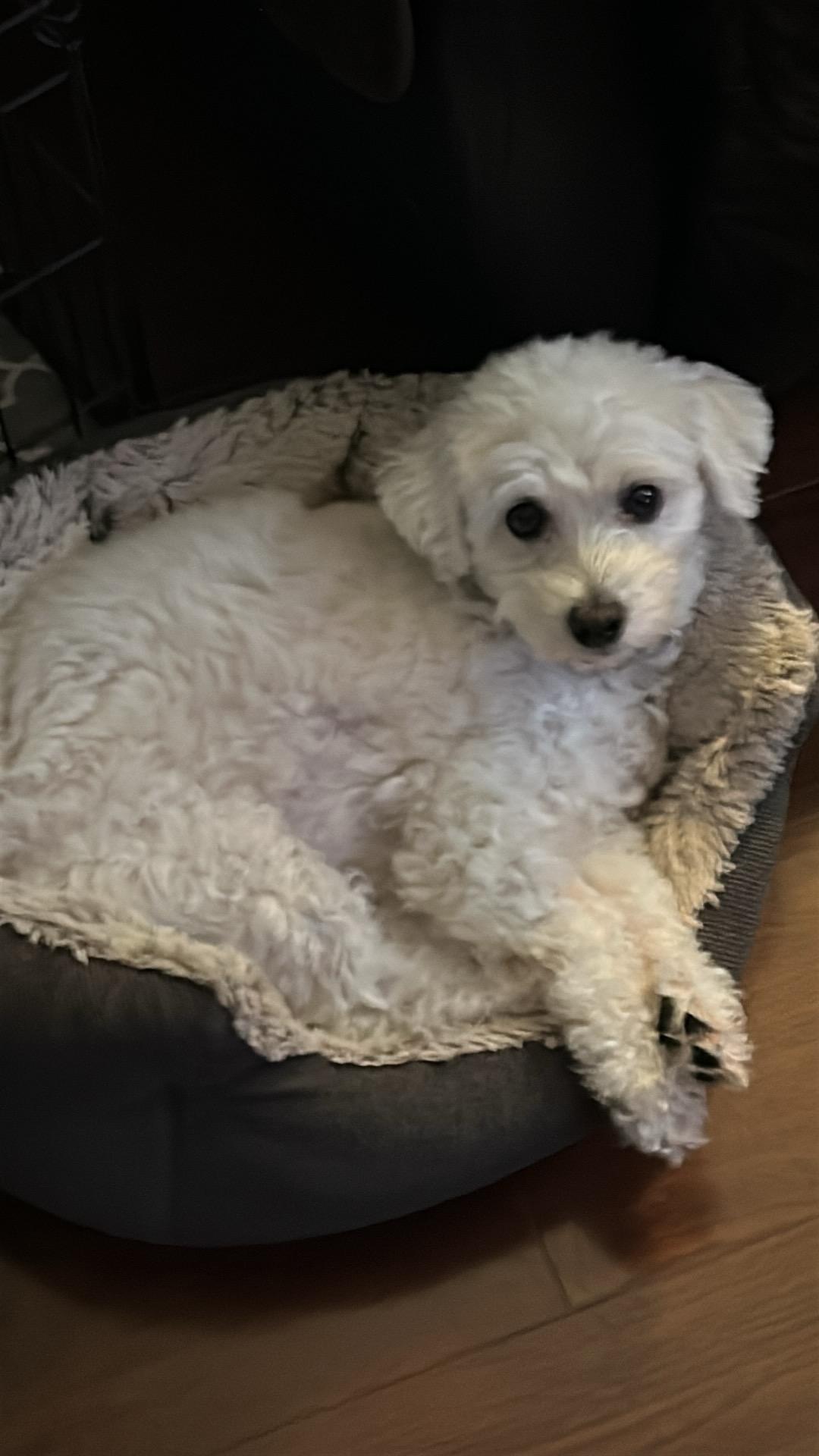 Moose, a Adoptable mixed breed in Hawkestone, ON image 5/6