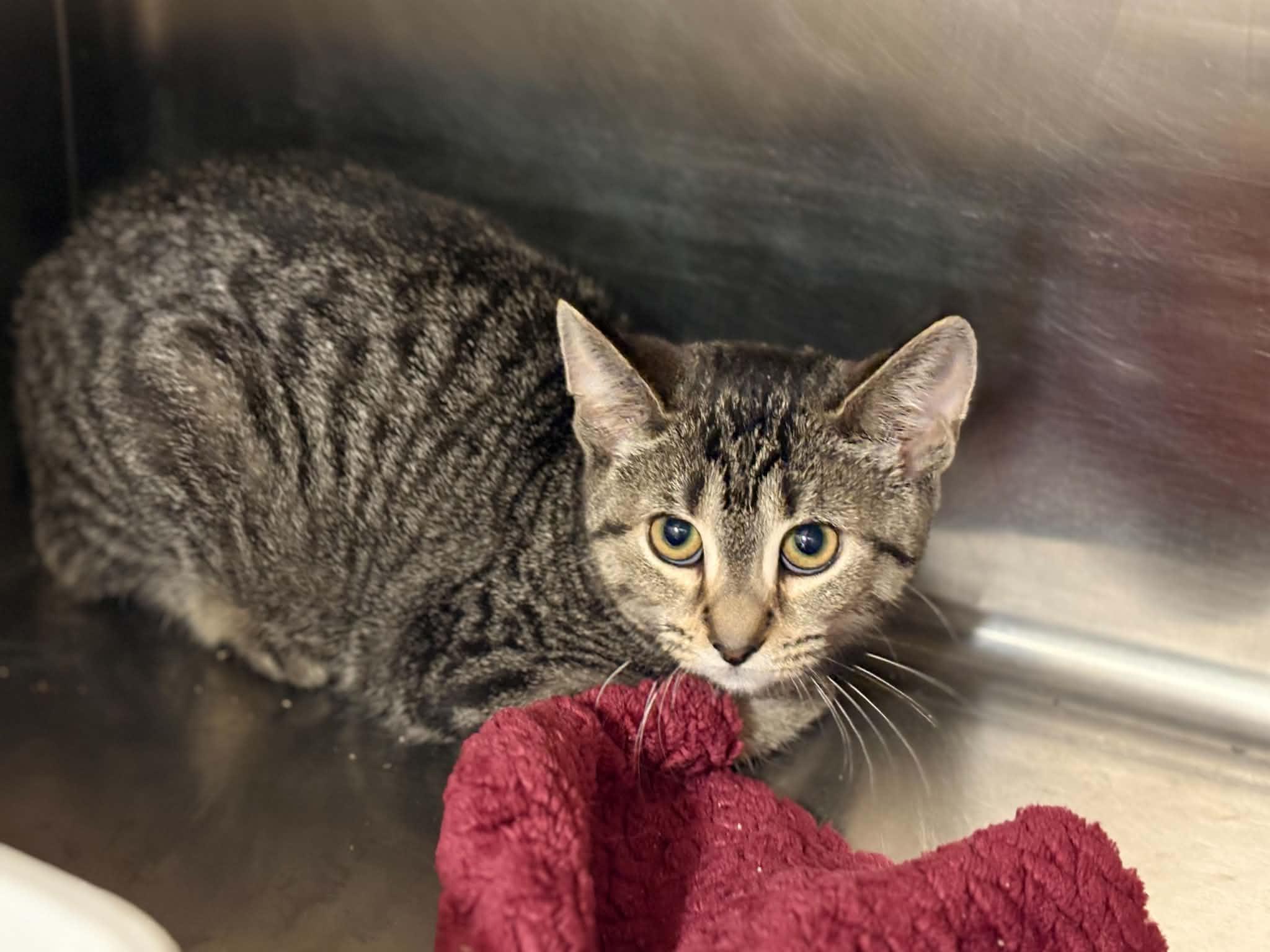 Enlarge Azula, a ADOPTABLE Domestic Short Hair in Paris, ME image 2/2