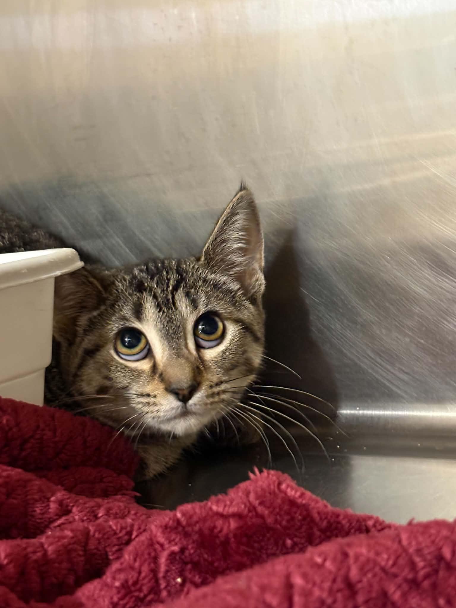 Azula, ADOPTABLE, Kitten Female Domestic Short Hair.