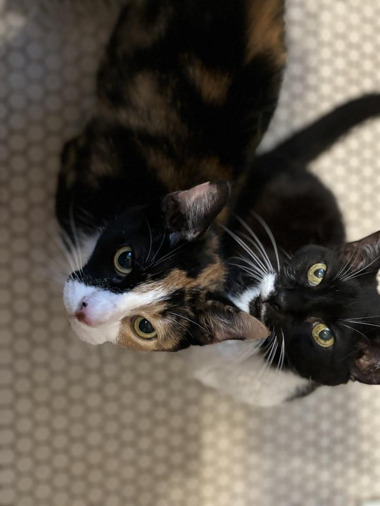 PJ, Adoptable, Senior Female Domestic Short Hair.