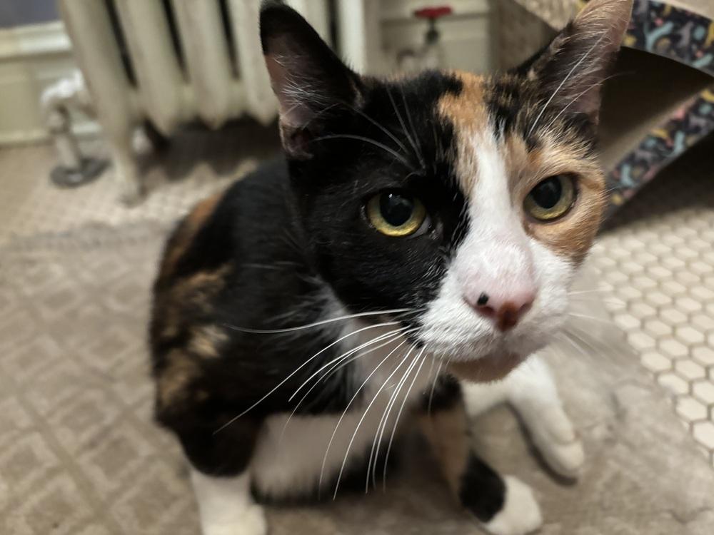 PJ, a Adoptable Domestic Short Hair in Wheaton, IL image 2/2