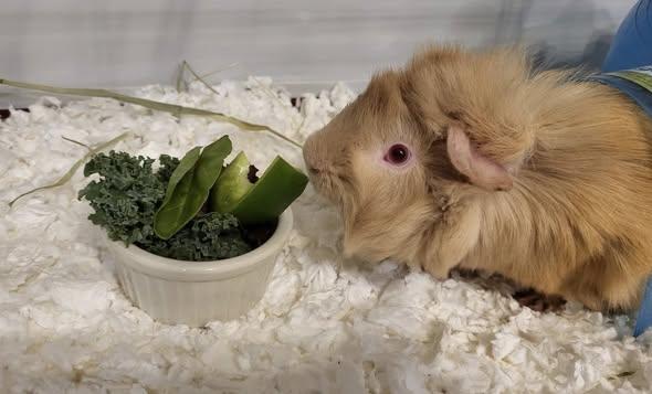 Alfalfa, Adoptable, Young Male Guinea Pig.