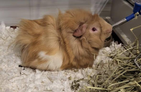 Alfalfa, a Adoptable Guinea Pig in Amherst, NY image 2/3