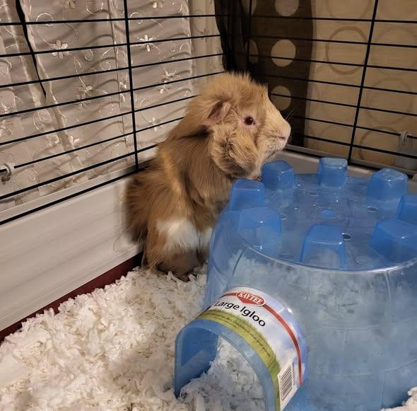 Alfalfa, a Adoptable Guinea Pig in Amherst, NY image 3/3
