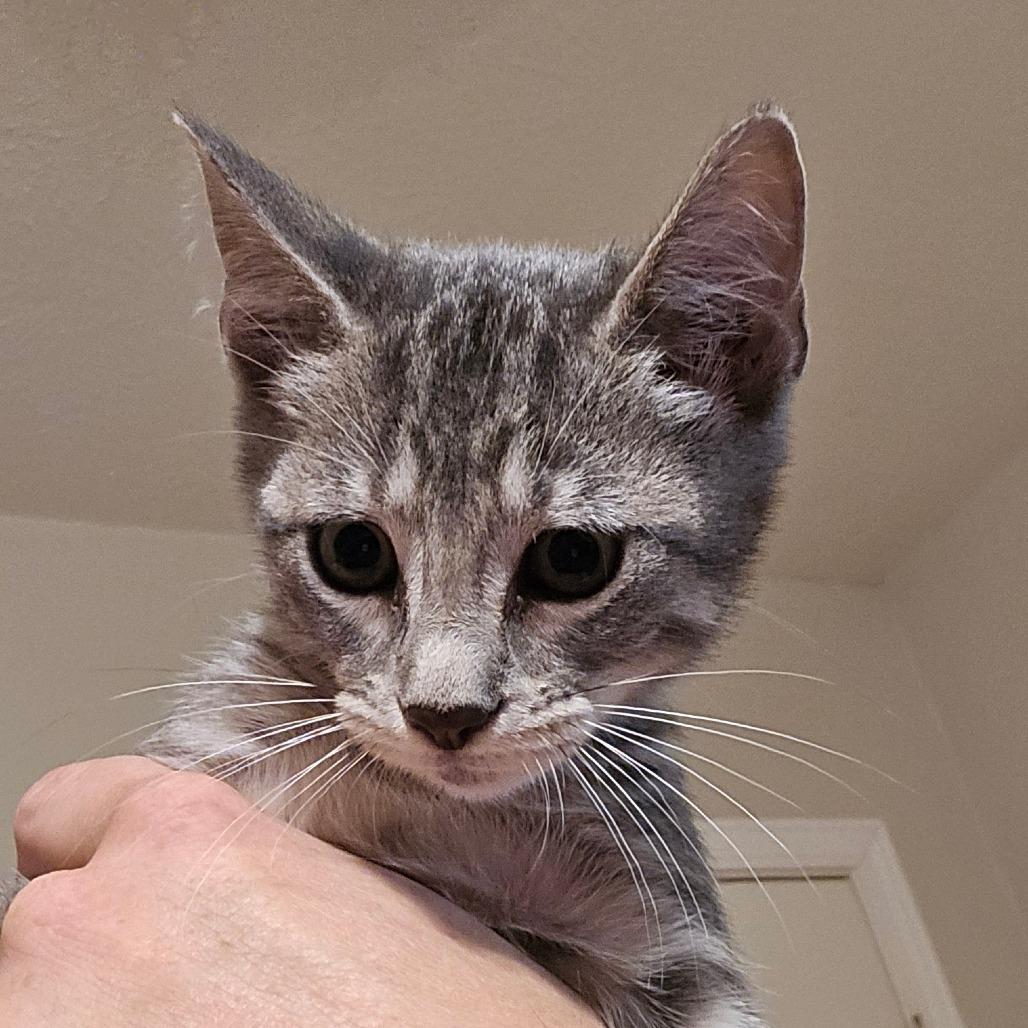 Enlarge Crab Puff, a Adoptable Domestic Short Hair in Houston, TX image 1/1