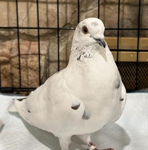 Ruse, Adoptable, Adult Male Pigeon.