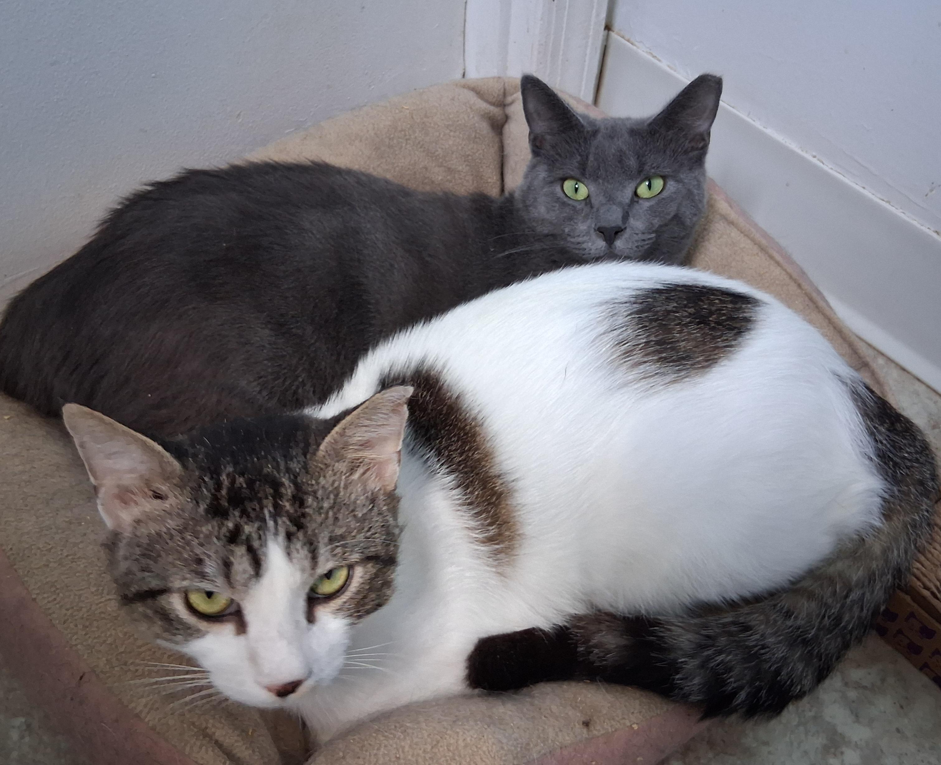 Enlarge Robbie, a ADOPTABLE Tabby in Bear, DE image 2/2