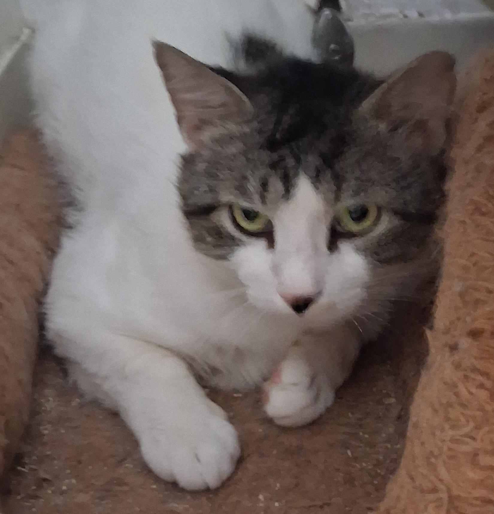 Robbie, ADOPTABLE, Adult Male Tabby.