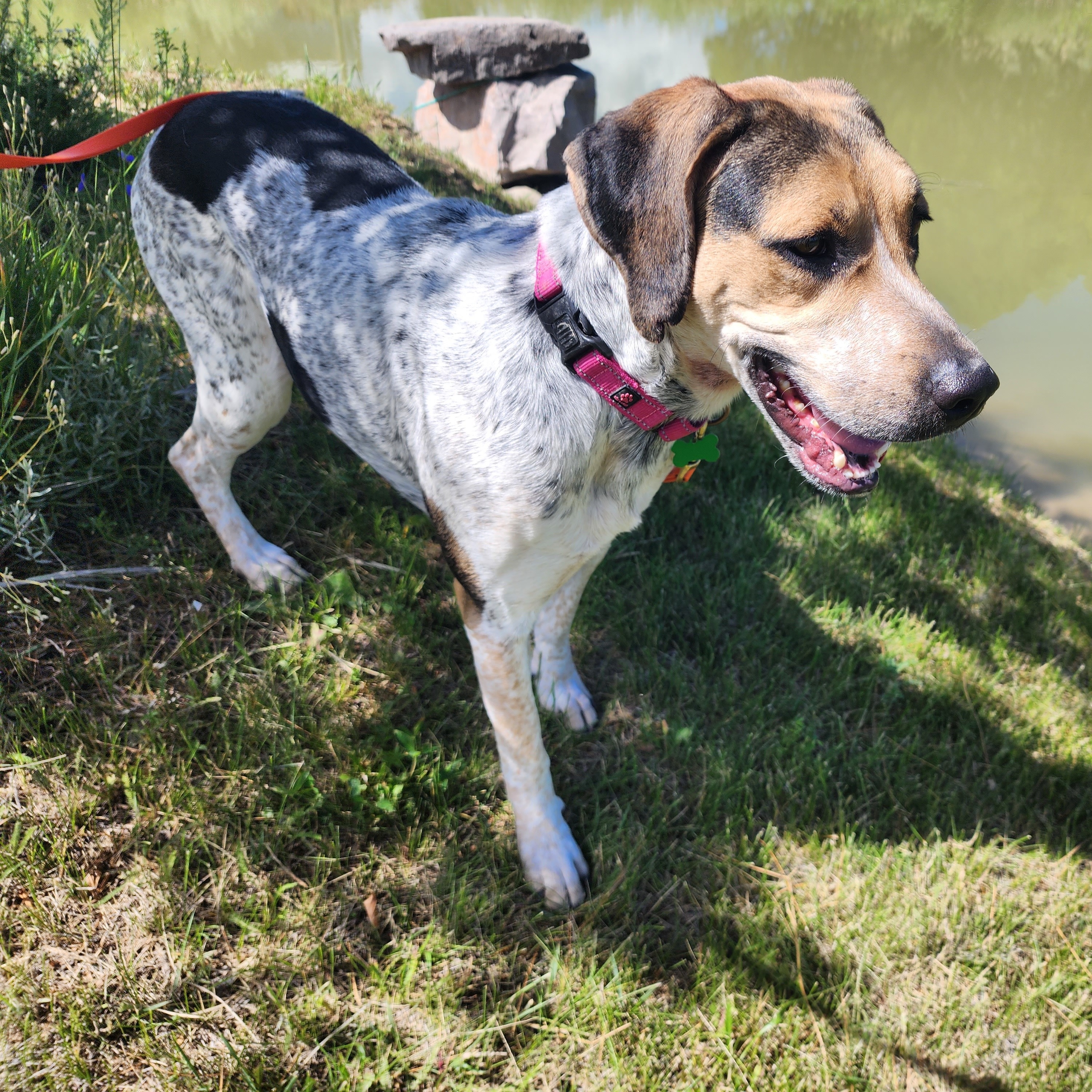 Cedar, an adoptable Treeing Walker Coonhound image 2/6