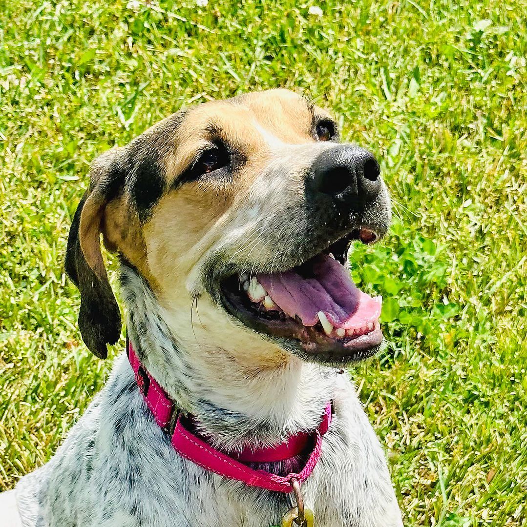 Cedar, an adoptable Treeing Walker Coonhound image 3/6