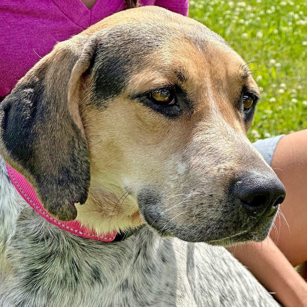 Cedar, an adoptable Treeing Walker Coonhound image 4/6