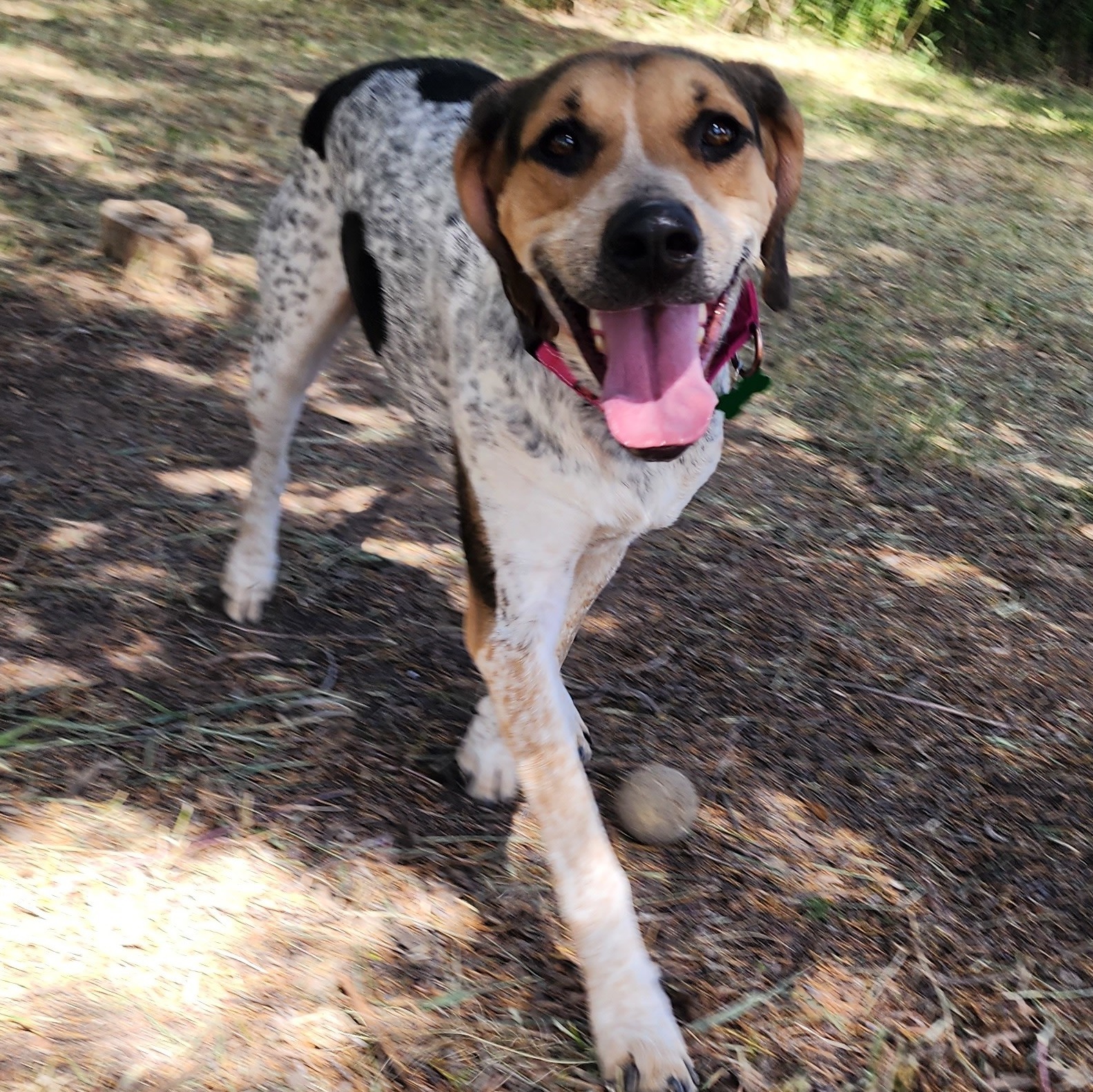 Cedar, adoptable, Adult Female Treeing Walker Coonhound.