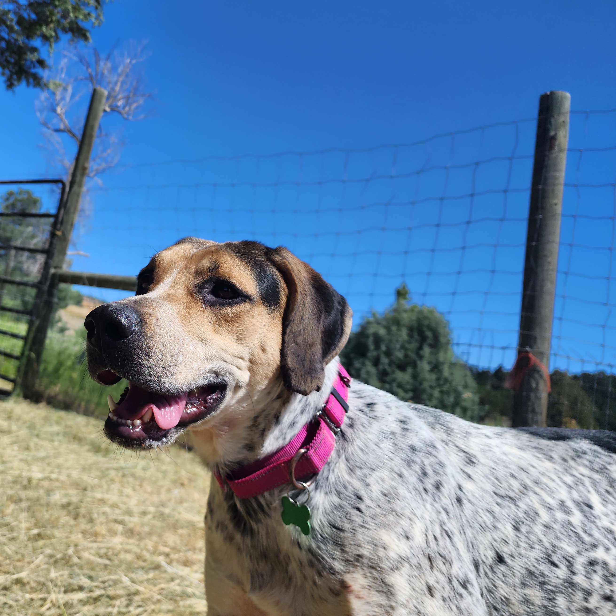 Cedar, an adoptable Treeing Walker Coonhound image 5/6