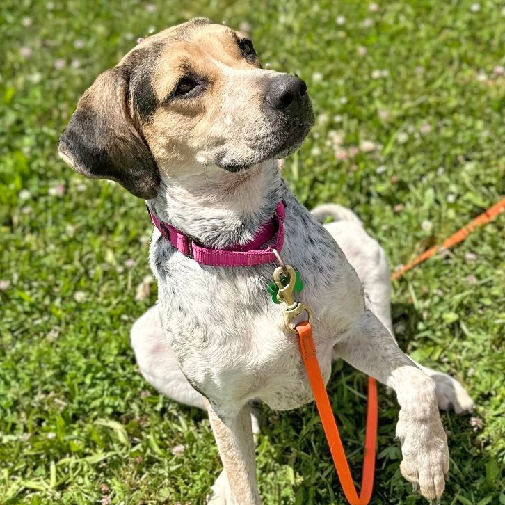 Cedar, an adoptable Treeing Walker Coonhound image 6/6