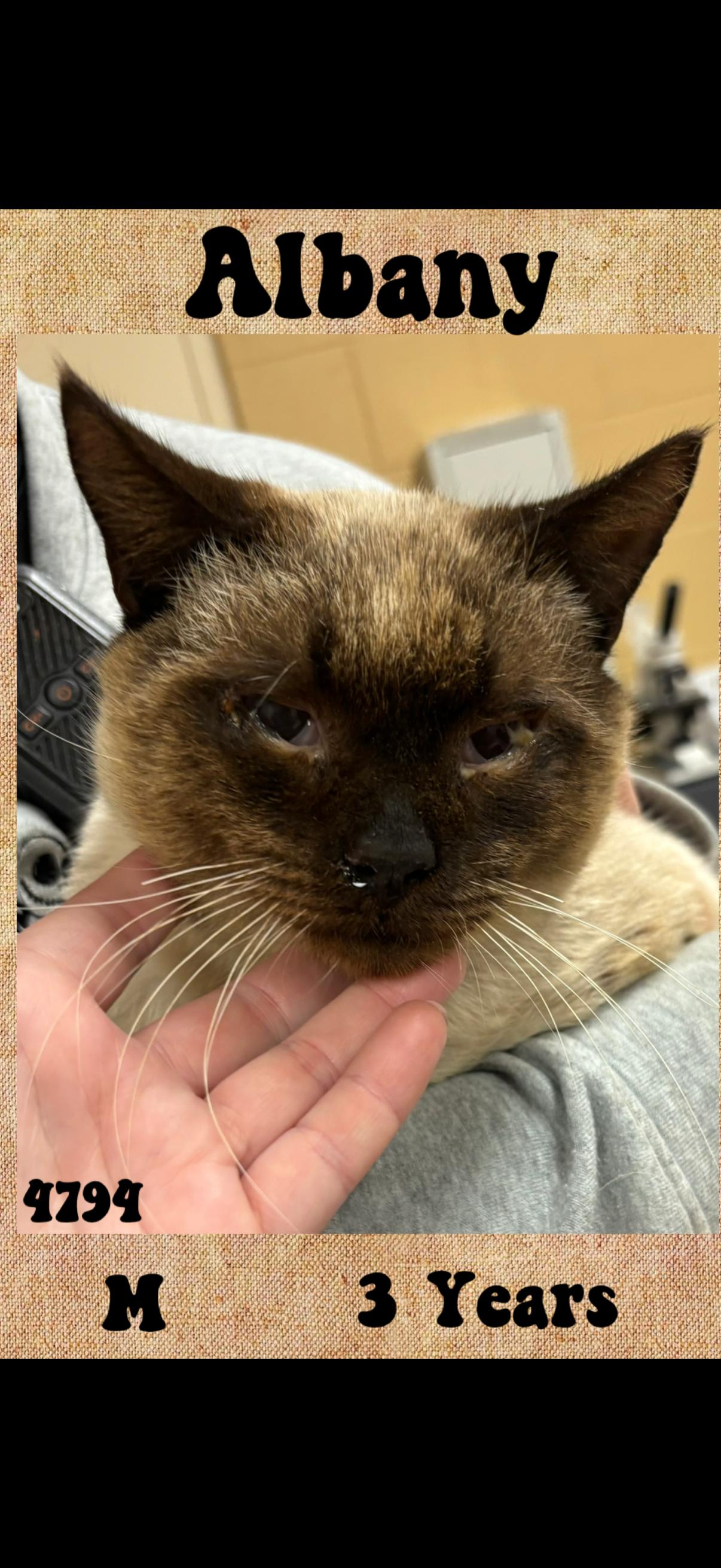 Albany, adopted, Adult Male Siamese.