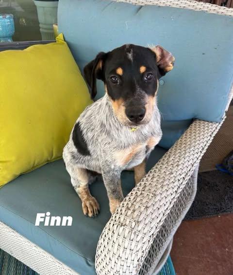 Finn photo 5