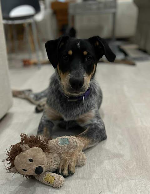 Finn photo 2