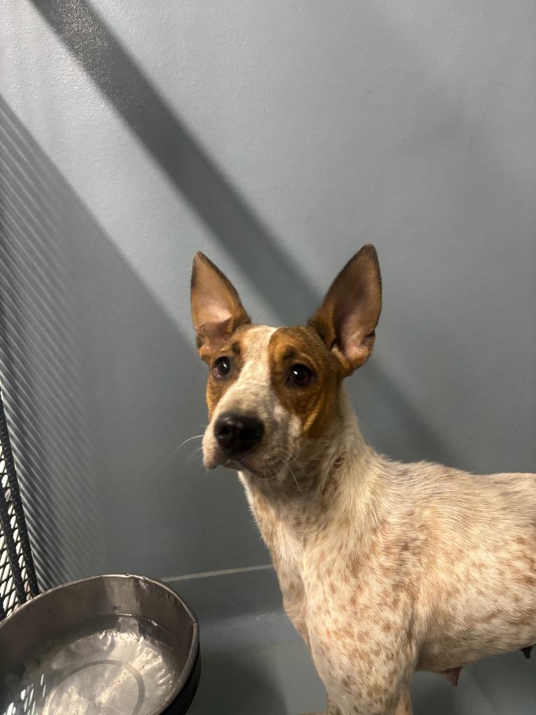 Enlarge Vega, a Adoptable mixed breed in Cartersville , GA image 1/1